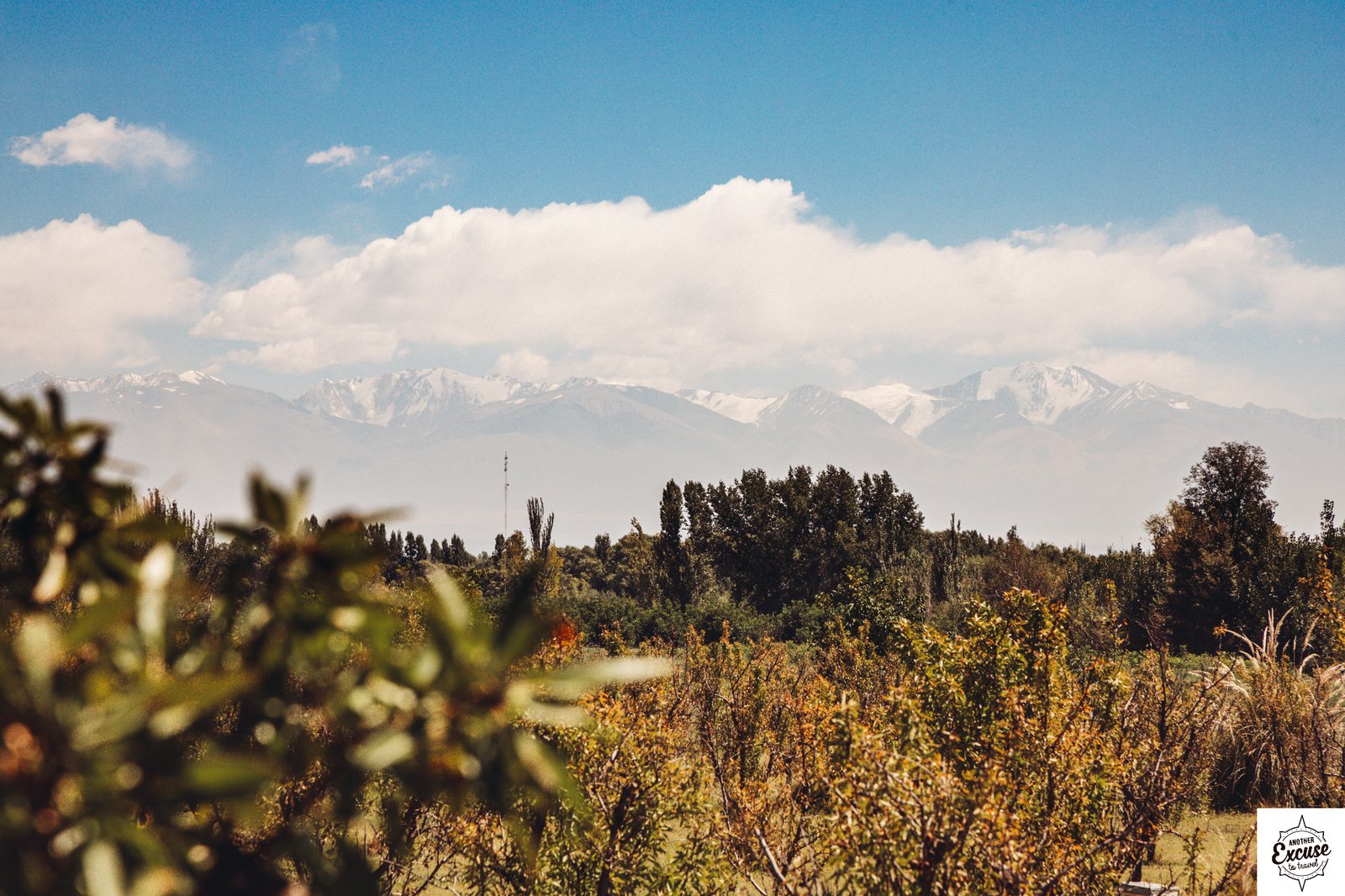 Mendoza vineyards